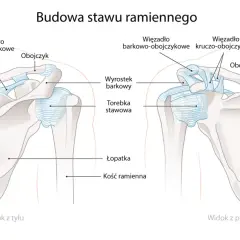 Anatomia stawu ramiennego: obojczyk, łopatka i kość ramienna z więzadłami. Widok z przodu i z tyłu.