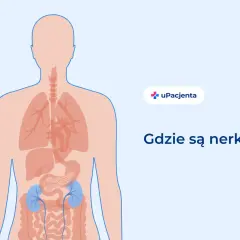 Ilustracja pokazuje ludzkie ciało z zaznaczonymi narządami wewnętrznymi. W dolnej części brzucha, po obu stronach kręgosłupa, widoczne są niebieskie nerki. Pytanie "Gdzie są nerki?" towarzyszy tej wizualizacji.
