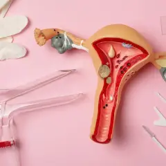 Model narządu rodnego kobiety z widocznym endometrium, obok rękawiczki, wziernik i przyrządy do pobierania wymazów.