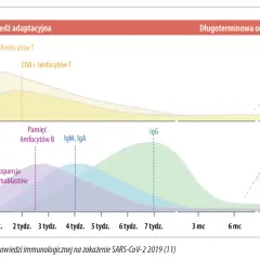 Wykres pokazuje odpowiedź immunologiczną na SARS-CoV-2, z uwzględnieniem limfocytów T, B, IgM, IgA i IgG.