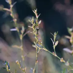Skutki uboczne rdestu ptasiego - co musisz wiedzieć o zagrożeniach