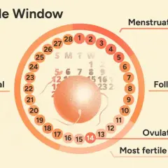 Cykl menstruacyjny: co to jest owulacja? Wykres pokazuje dni płodne, fazę lutealną, folikularną i menstruację.
