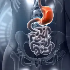 Anatomia układu pokarmowego: żołądek i jelita, w tym dwunastnica, w przezroczystej wizualizacji ludzkiego ciała.