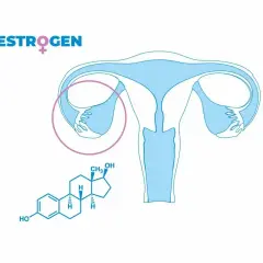 Schemat układu rozrodczego kobiety i wzór chemiczny estrogenu. Dowiedz się, jak podwyższyć estrogen.
