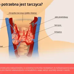 Anatomia szyi z zaznaczoną tarczycą. Tarczyca znajduje się poniżej chrząstki tarczowej, przed tchawicą.