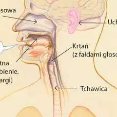 Przekrój przez ludzką głowę, pokazujący jamę nosową, ustną, ucho, krtań z fałdami głosowymi i tchawicę.