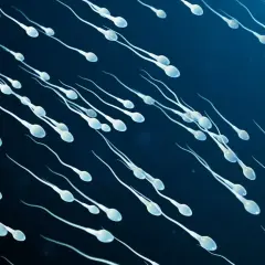 Ruchliwe plemniki w ciemnoniebieskim tle, każdy z główką i długim ogonkiem, płyną w kierunku celu.