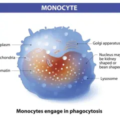 Schemat monocytu z jądrem, mitochondriami i aparatem Golgiego. Podwyższone monocyty za wysokie mogą wskazywać na infekcję.