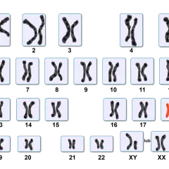 Kariotyp przedstawia pary chromosomów, w tym wyróżniające się czerwone chromosomy.