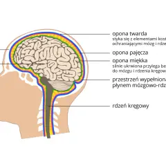 Przekrój głowy ukazujący mózg, rdzeń kręgowy i opony mózgowo-rdzeniowe. To kluczowe elementy ośrodkowego układu nerwowego.