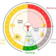 Schemat ilustruje cykl miesiączkowy: menstruację, fazę folikularną, owulację i fazę lutealną, pokazując zmiany w jajniku i macicy.