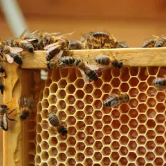 Jak zażywać propolis: skuteczne metody i dawkowanie dla zdrowia