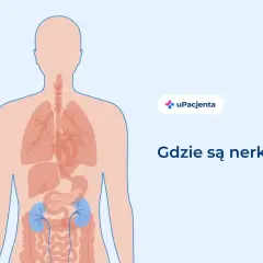 Ilustracja pokazuje ludzkie ciało z zaznaczonymi narządami wewnętrznymi. W dolnej części brzucha widoczne są niebieskie nerki. Pytanie brzmi: "Gdzie są nerki?".