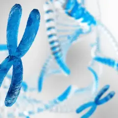 Niebieskie chromosomy i spiralne DNA. Człowiek ma 46 chromosomów, które zawierają jego kod genetyczny.