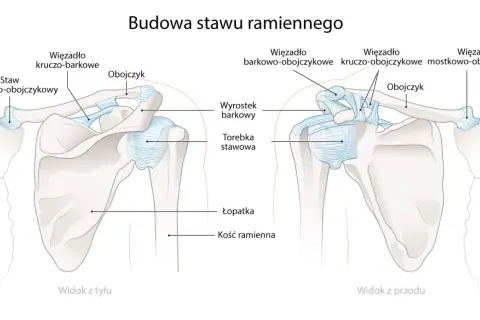 Anatomia stawu ramiennego: obojczyk, łopatka i kość ramienna z więzadłami. Widok z przodu i z tyłu.