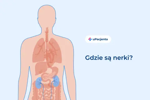 Ilustracja pokazuje ludzkie ciało z zaznaczonymi narządami wewnętrznymi. W dolnej części brzucha, po obu stronach kręgosłupa, widoczne są niebieskie nerki. Pytanie "Gdzie są nerki?" towarzyszy tej wizualizacji.
