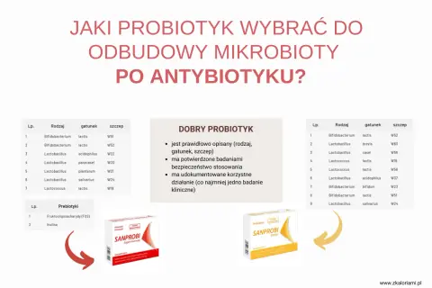 Wybór probiotyku SANPROBI po antybiotyku. Tabela z gatunkami i szczepami bakterii.