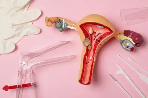 Model narządu rodnego kobiety z widocznym endometrium, obok rękawiczki, wziernik i przyrządy do pobierania wymazów.