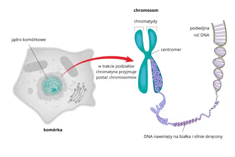 Komórka z jądrem, w którym chromatyna tworzy chromosomy. Widoczny chromosom z centromerem i podwójna nić DNA.