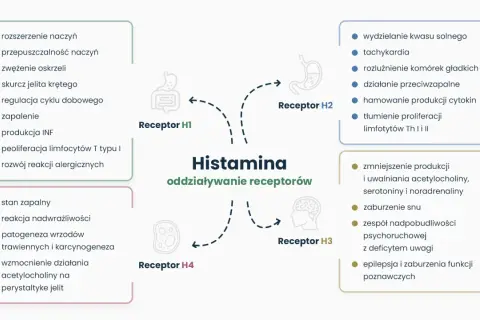 Schemat przedstawia działanie histaminy na receptory H1-H4, wpływając na procesy takie jak zapalenie, reakcje alergiczne i funkcje poznawcze.
