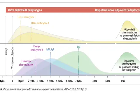 Wykres pokazuje odpowiedź immunologiczną na SARS-CoV-2, z uwzględnieniem limfocytów T, B, IgM, IgA i IgG.
