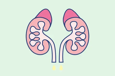 Dwa nerki z nadnerczami, z których wypływają krople. Ilustracja nawiązuje do działania wazopresyny.