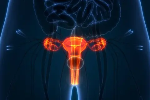 Anatomia kobiecych narządów rozrodczych, w tym macicy, jajników i jajowodów. Obraz może ilustrować proces histerektomii.