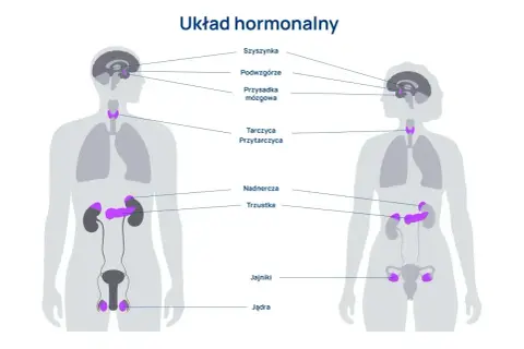 Schemat układu hormonalnego człowieka, pokazujący lokalizację gruczołów: szyszynki, podwzgórza, przysadki, tarczycy, przytarczyc, nadnerczy, trzustki, jąder i jajników.
