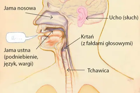 Przekrój przez ludzką głowę, pokazujący jamę nosową, ustną, ucho, krtań z fałdami głosowymi i tchawicę.