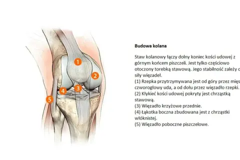 Anatomia kolana z zaznaczonymi elementami, ważna dla zrozumienia przyczyn gonartrozy.