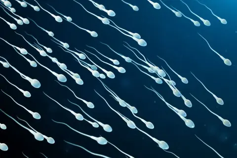 Ruchliwe plemniki w ciemnoniebieskim tle, każdy z główką i długim ogonkiem, płyną w kierunku celu.