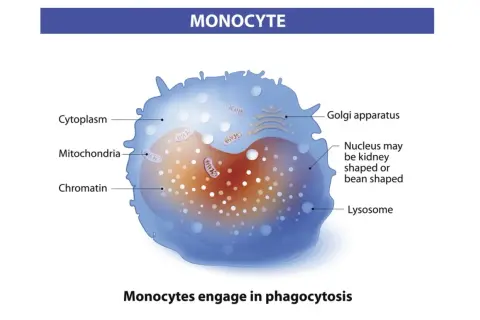 Schemat monocytu z jądrem, mitochondriami i aparatem Golgiego. Podwyższone monocyty za wysokie mogą wskazywać na infekcję.