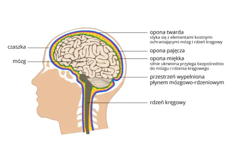 Przekrój głowy ukazujący mózg, rdzeń kręgowy i opony mózgowo-rdzeniowe. To kluczowe elementy ośrodkowego układu nerwowego.