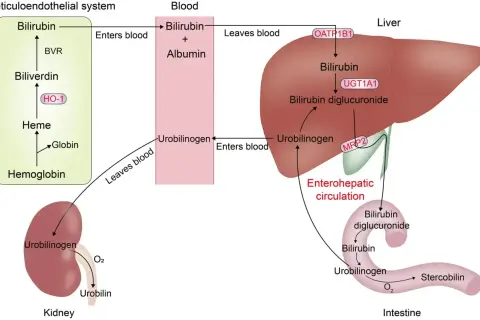 Schemat przedstawia obieg bilirubiny w organizmie, od rozpadu hemoglobiny w układzie siateczkowo-śródbłonkowym, przez transport we krwi, metabolizm w wątrobie (z udziałem UGT1A1 i OATP1B1), wydalanie z żółcią i krążenie wątrobowo-jelitowe, aż po przemi...