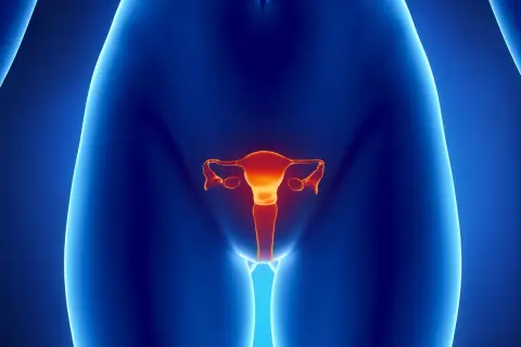 Anatomia kobieca z widocznymi jajnikami w kolorze pomarańczowym na tle niebieskim.