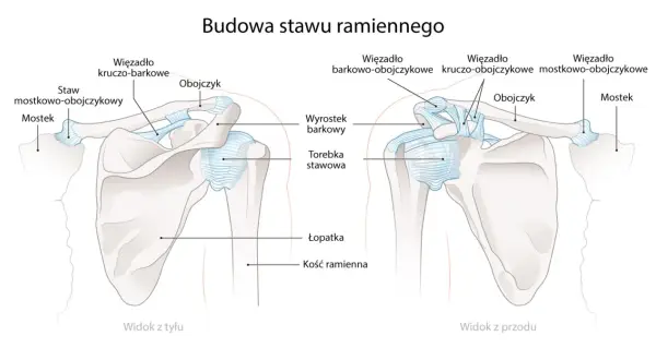 Anatomia stawu ramiennego: obojczyk, łopatka i kość ramienna z więzadłami. Widok z przodu i z tyłu.