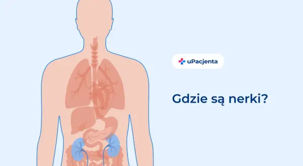 Ilustracja pokazuje ludzkie ciało z zaznaczonymi narządami wewnętrznymi. W dolnej części brzucha, po obu stronach kręgosłupa, widoczne są niebieskie nerki. Pytanie "Gdzie są nerki?" towarzyszy tej wizualizacji.