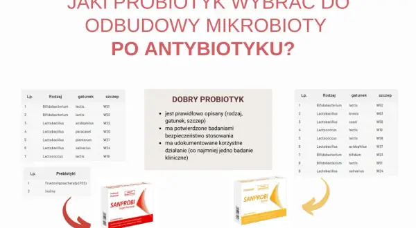 Wybór probiotyku SANPROBI po antybiotyku. Tabela z gatunkami i szczepami bakterii.