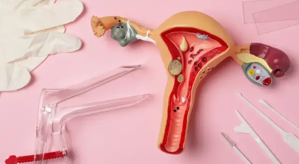 Model narządu rodnego kobiety z widocznym endometrium, obok rękawiczki, wziernik i przyrządy do pobierania wymazów.