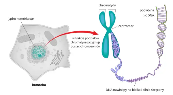Komórka z jądrem, w którym chromatyna tworzy chromosomy. Widoczny chromosom z centromerem i podwójna nić DNA.
