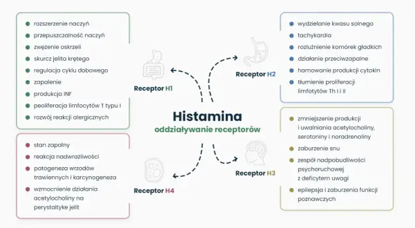 Schemat przedstawia działanie histaminy na receptory H1-H4, wpływając na procesy takie jak zapalenie, reakcje alergiczne i funkcje poznawcze.