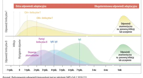 Wykres pokazuje odpowiedź immunologiczną na SARS-CoV-2, z uwzględnieniem limfocytów T, B, IgM, IgA i IgG.