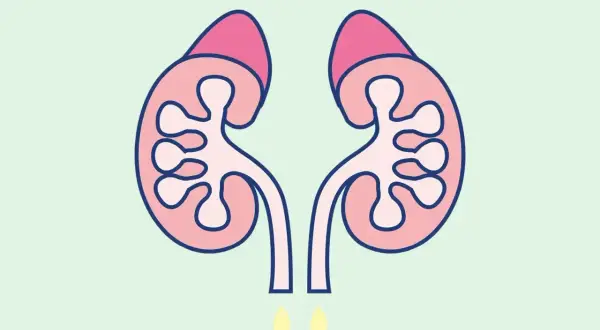 Dwa nerki z nadnerczami, z których wypływają krople. Ilustracja nawiązuje do działania wazopresyny.