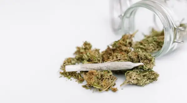 Słoik z marihuaną i skrętem. Widać kwiaty konopi, które wysypały się ze słoika. Zawartość thc jest widoczna.