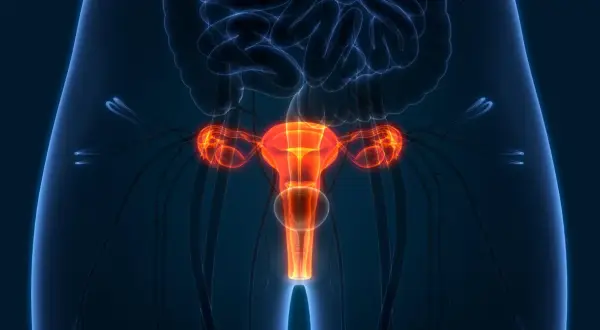 Anatomia kobiecych narządów rozrodczych, w tym macicy, jajników i jajowodów. Obraz może ilustrować proces histerektomii.