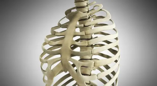 Anatomia klatki piersiowej z widocznym wyrostkiem mieczykowatym.