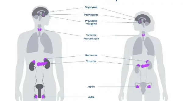Schemat układu hormonalnego człowieka, pokazujący lokalizację gruczołów: szyszynki, podwzgórza, przysadki, tarczycy, przytarczyc, nadnerczy, trzustki, jąder i jajników.