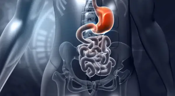 Anatomia układu pokarmowego: żołądek i jelita, w tym dwunastnica, w przezroczystej wizualizacji ludzkiego ciała.
