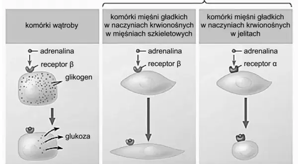Adrenalina wywołuje reakcje w komórkach wątroby (uwalnianie glukozy) i mięśni (rozluźnienie lub skurcz), zależnie od typu receptora.