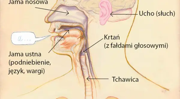 Przekrój przez ludzką głowę, pokazujący jamę nosową, ustną, ucho, krtań z fałdami głosowymi i tchawicę.
